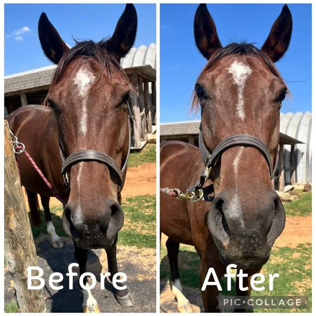 Poppy | Pre and Post Comparison | Front Facing