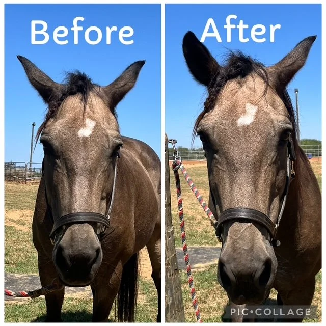 Dude | Pre and Post 1st Session | Front Facing