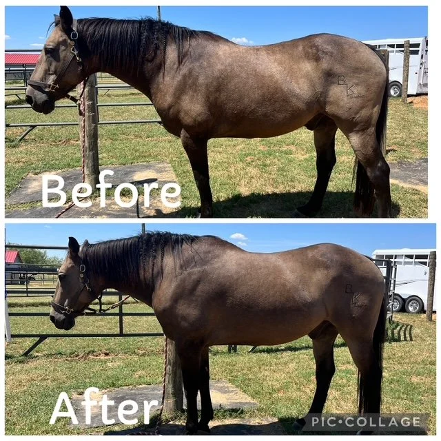Dude | Pre and Post 1st Session | Left Side Profile