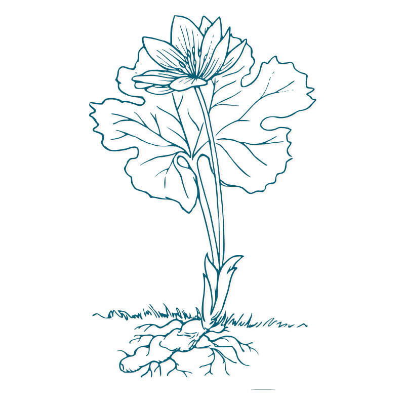 Line drawing of root because Bloom Her Path offers root-cause care for mom and baby and the entire family in Corpus Christi, TX