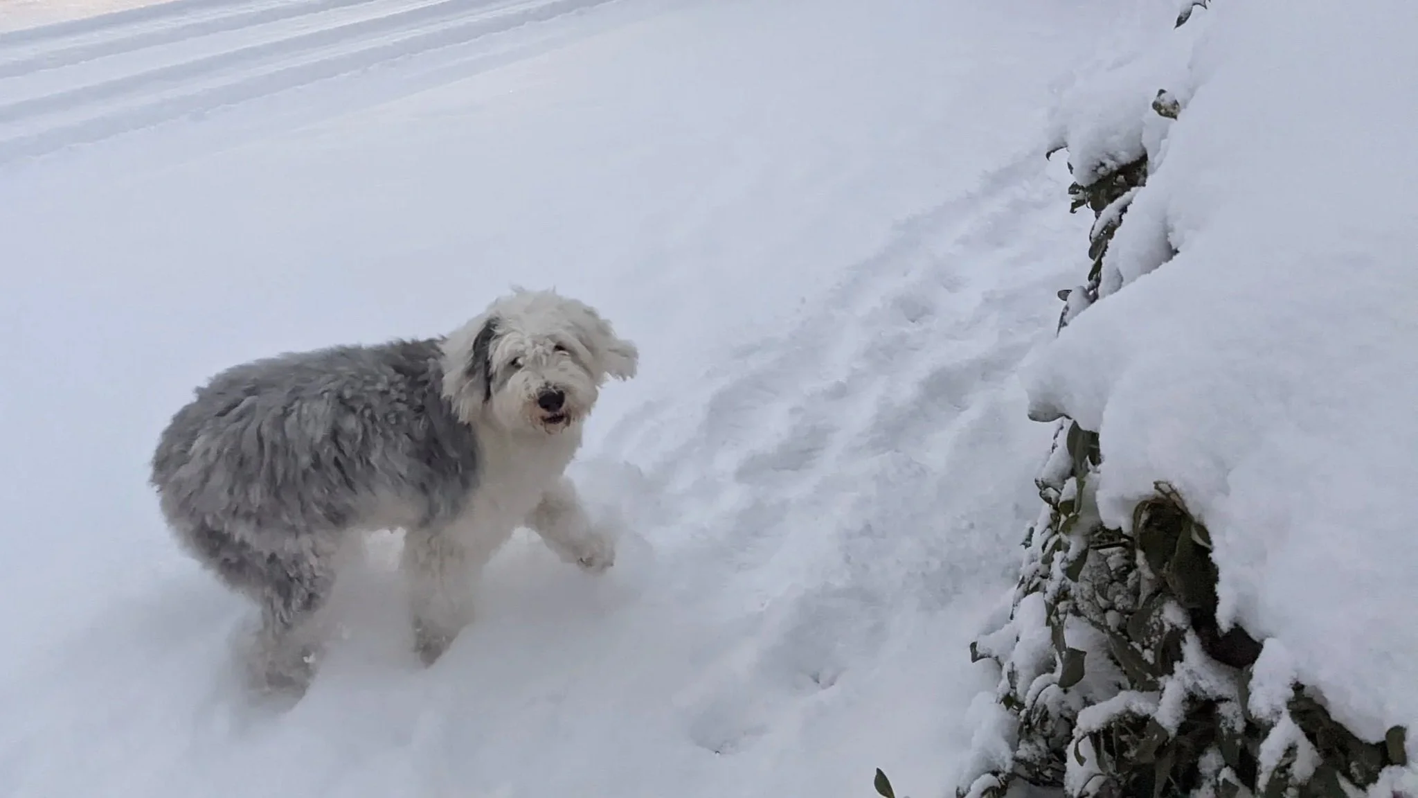 Our faithful friend Monty