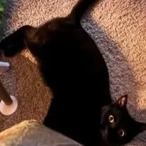 Bean.jpg