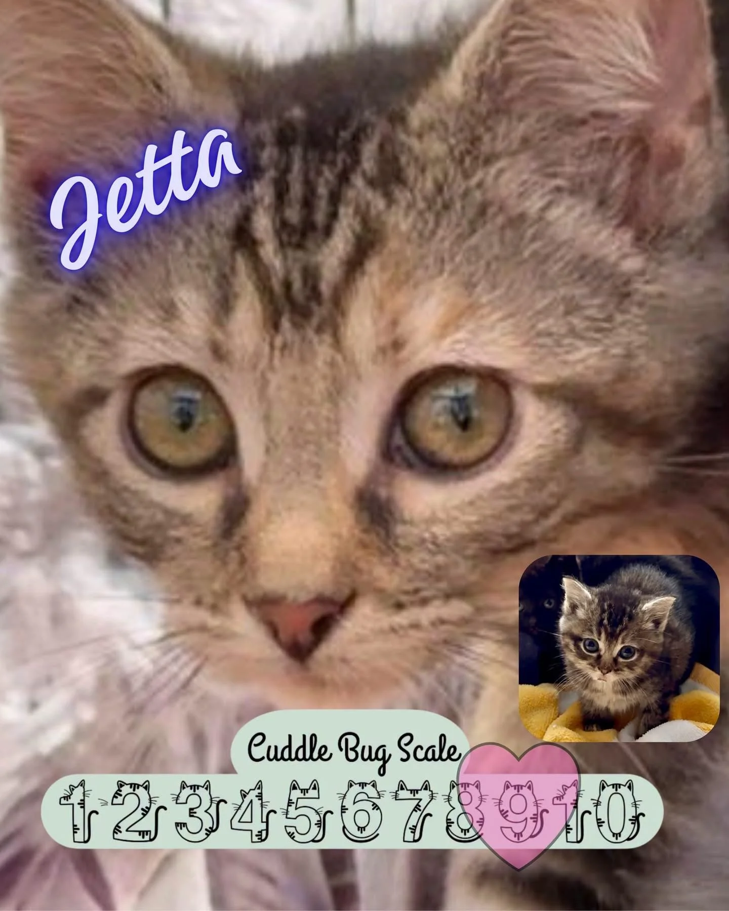 Jetta