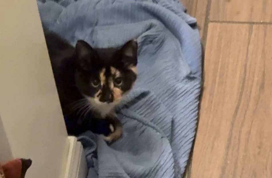 Juno