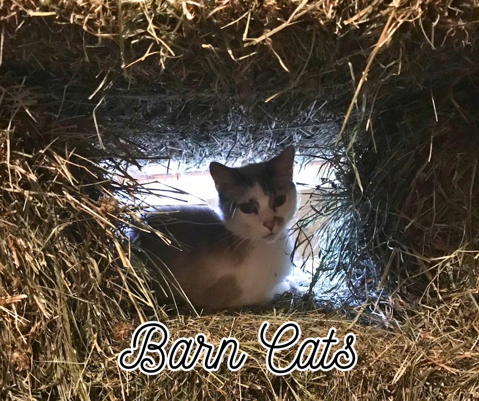 Barn Cats