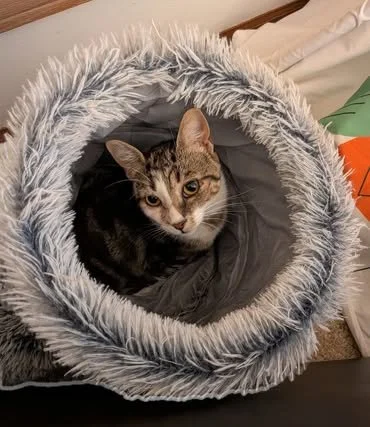 Mochi.jpg