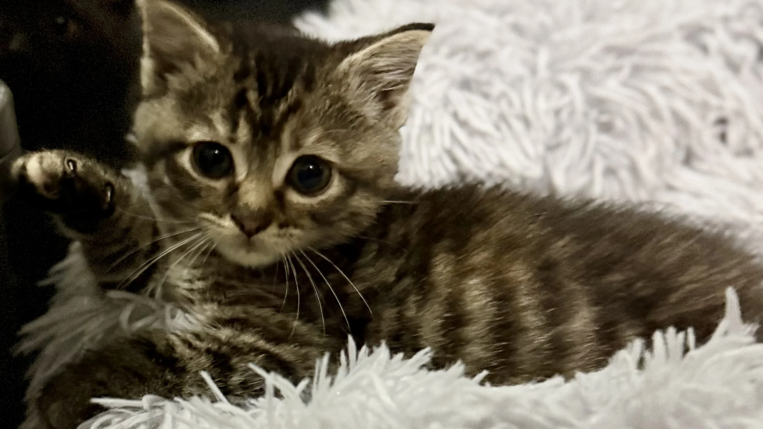 Kittens!