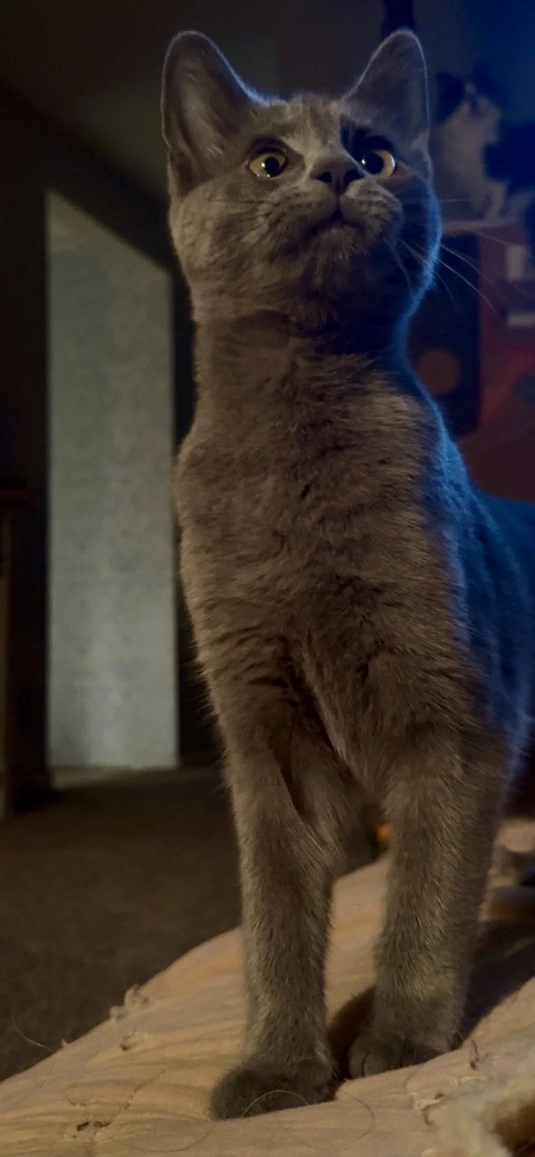 Piper