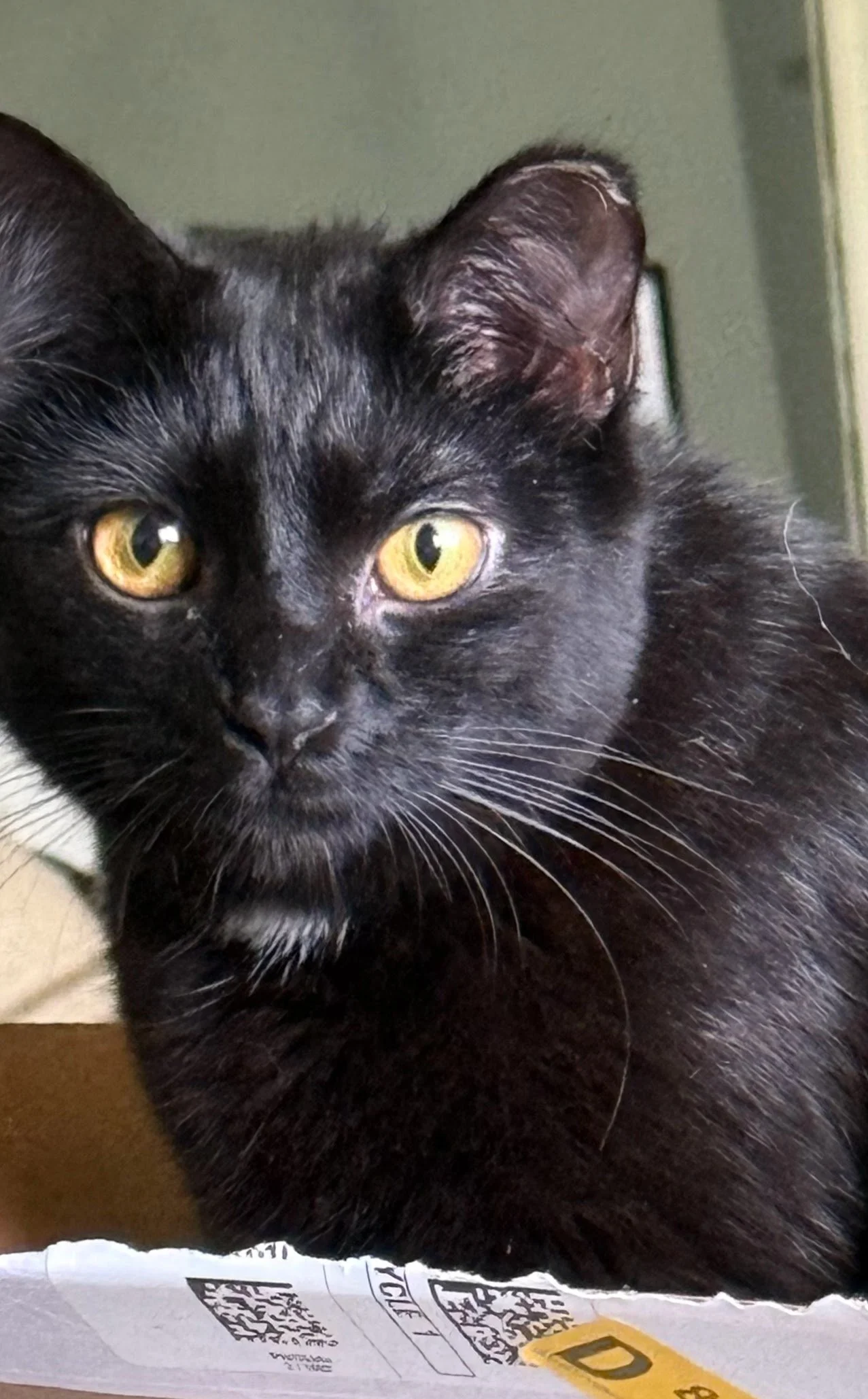 Salem