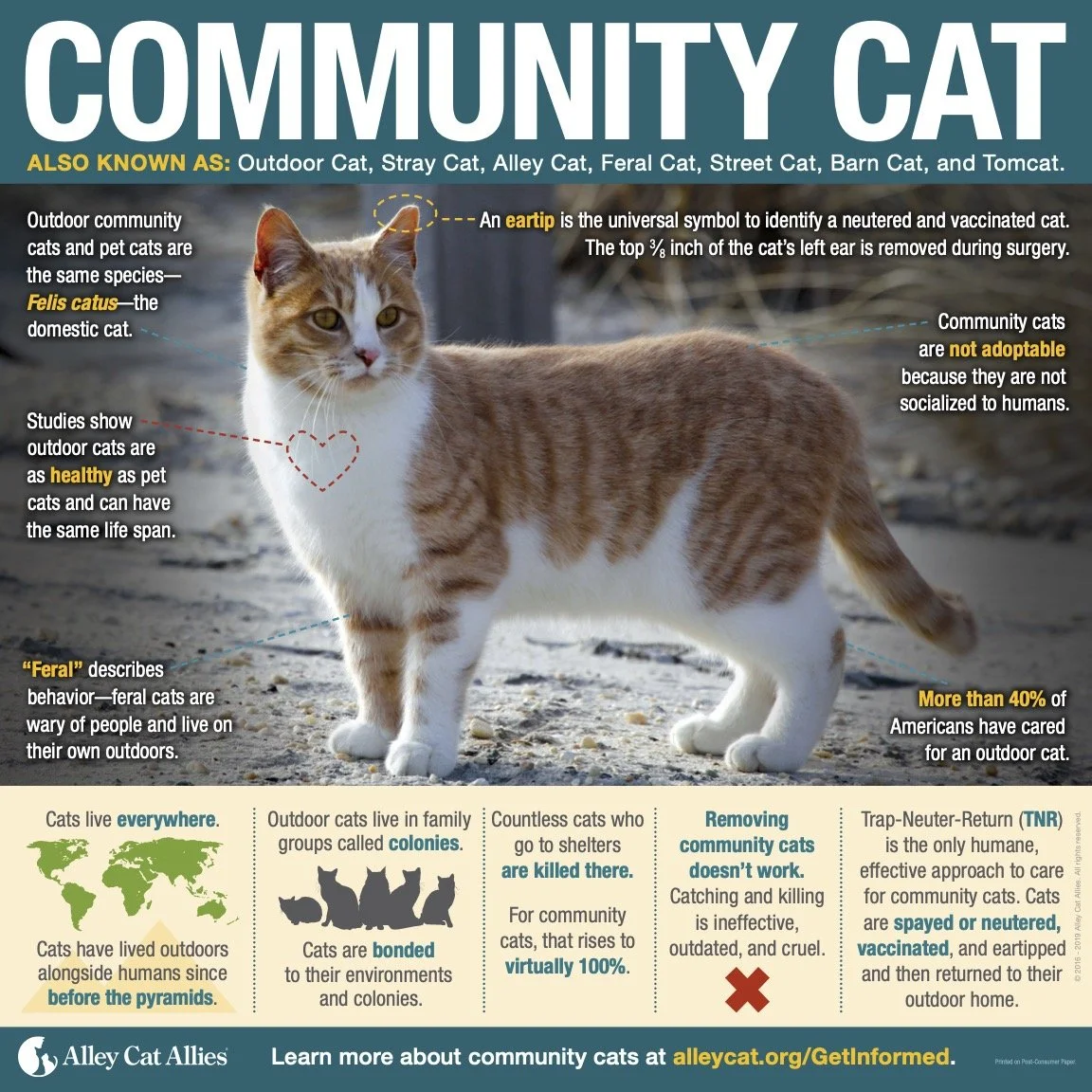 Resources — Caring for cats, connecting communities.