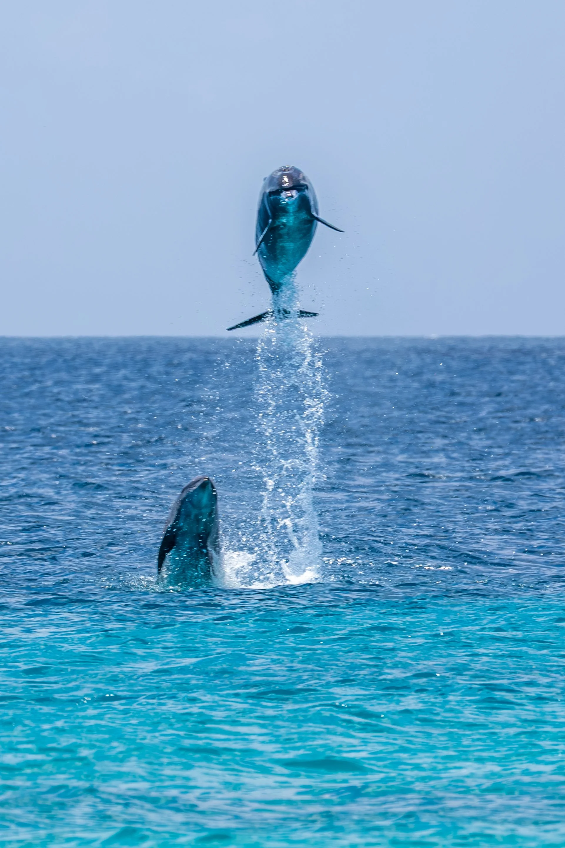 Bottlenose dolfijnen.jpg