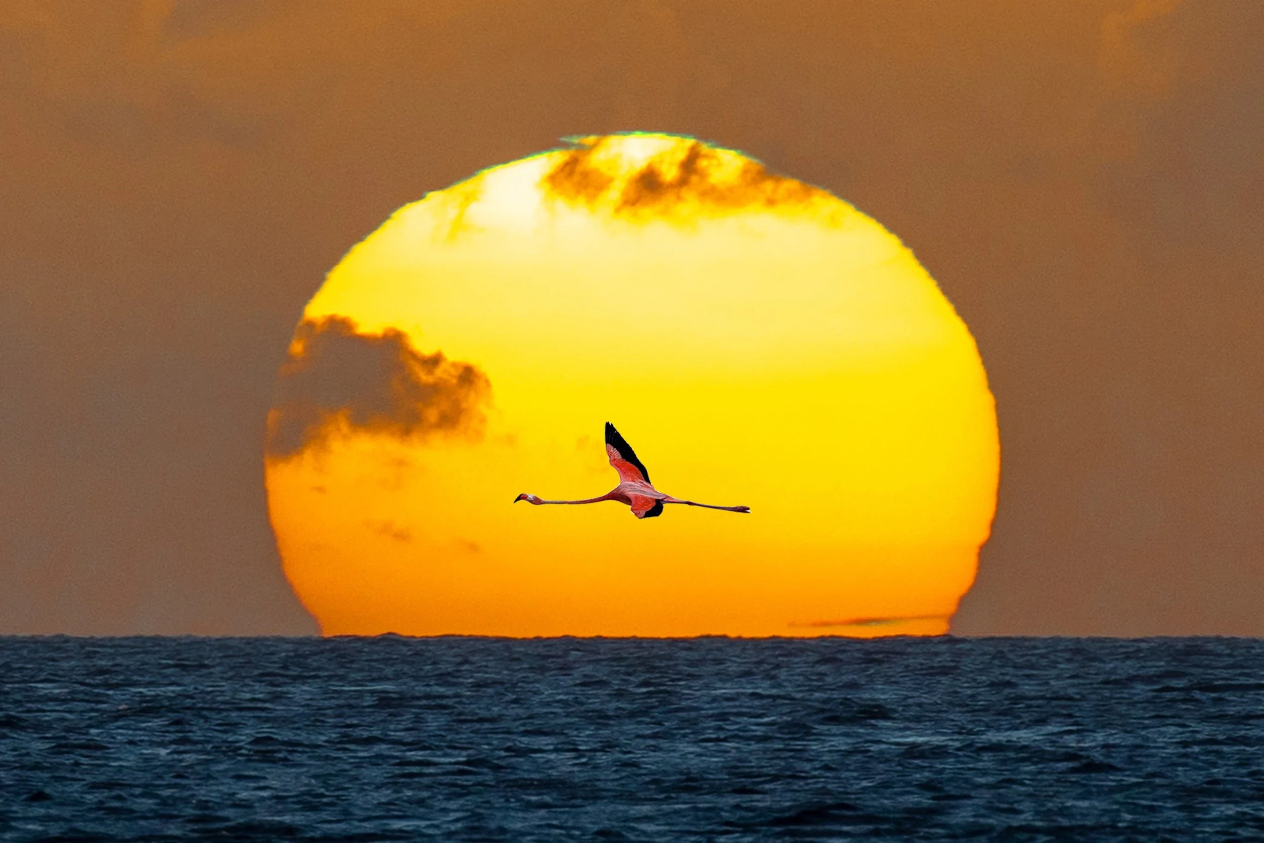 Flamingo en Sunset kopie.jpg