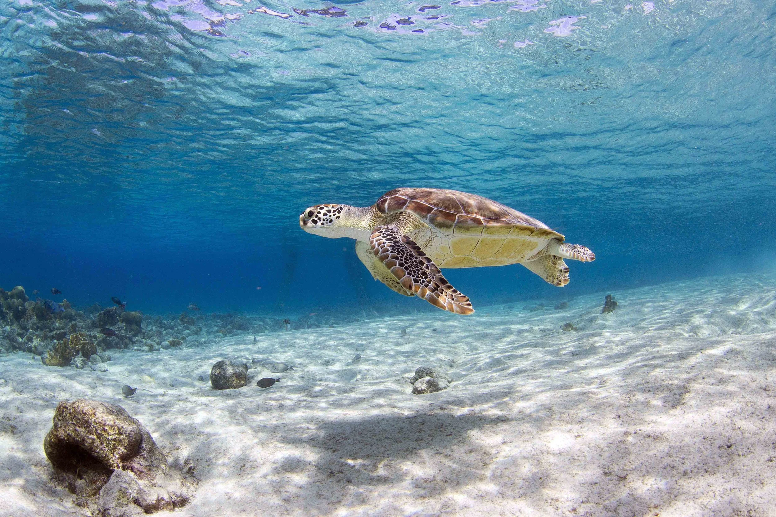 Schildpad Saltpier.jpg