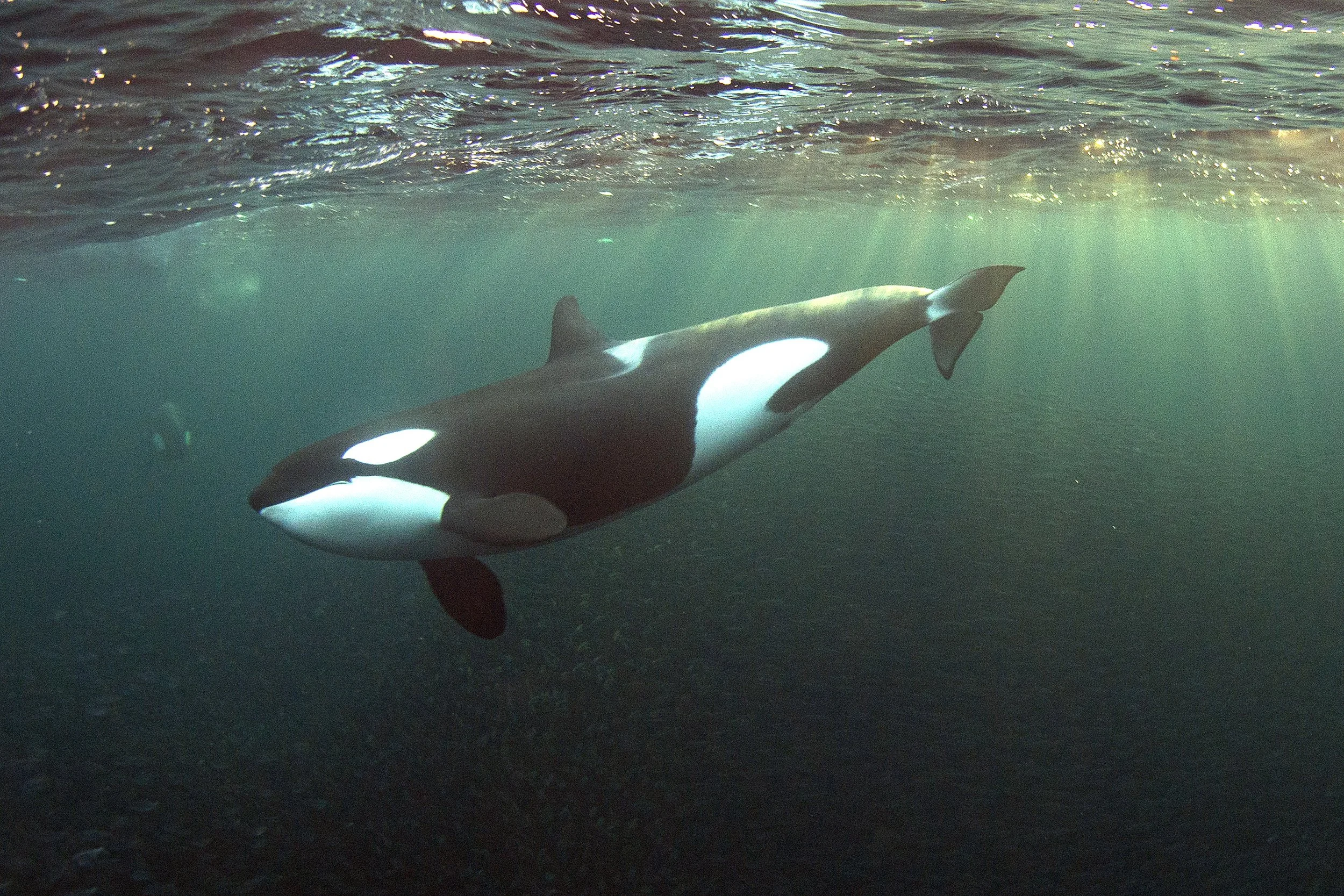 Orca OWS.jpg