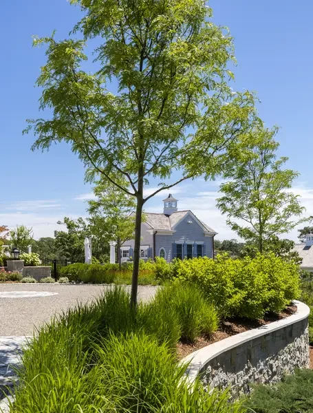 A young tree with lush green leaves in a landscaped area with shrubs and grass, and a small white building with a steeple in the background under a clear blue sky.