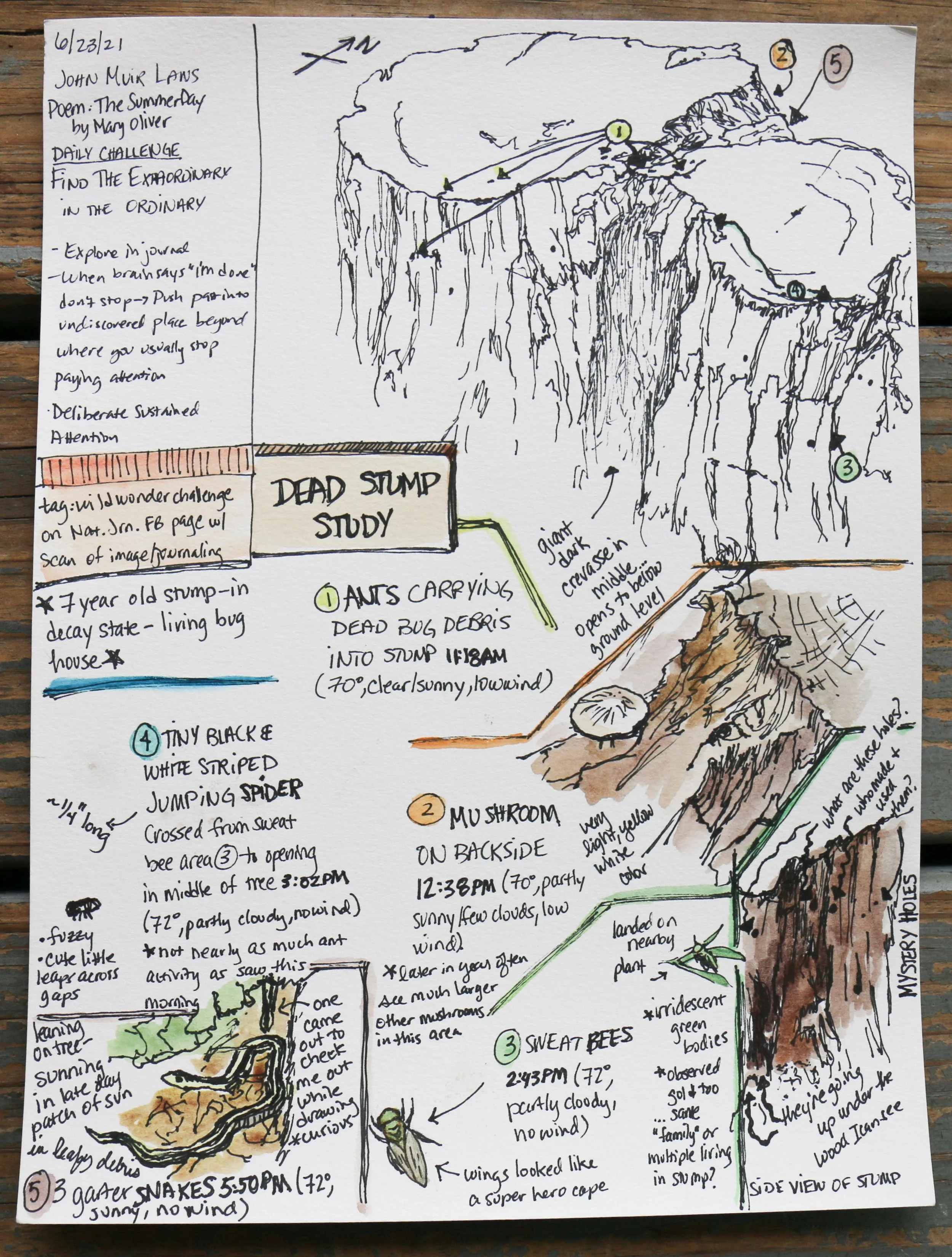 7 - nature journal sample.jpg