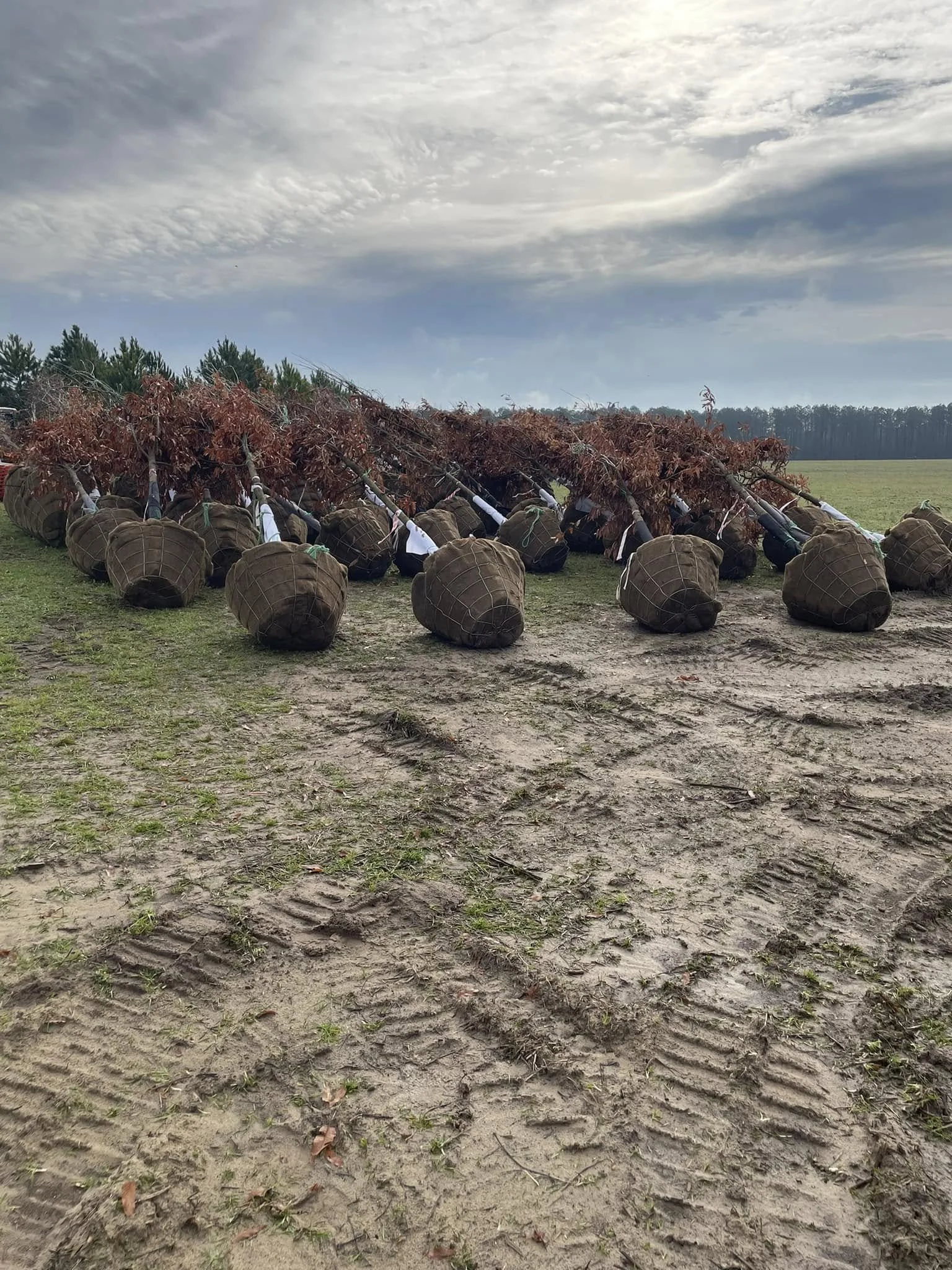 Tree Installation