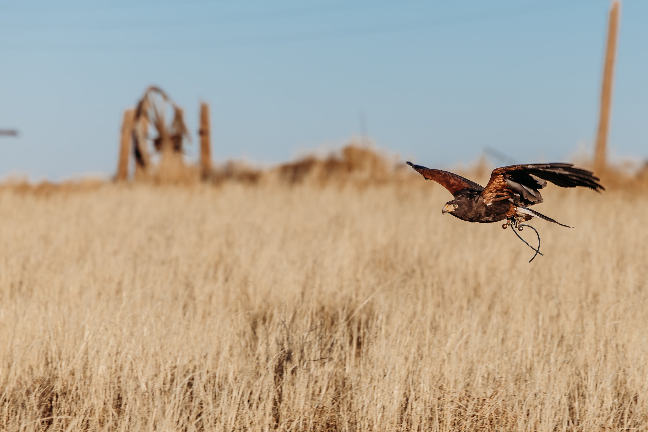 Solving Texas Blackbird Problems Naturally: How Hawks Deter Nuisance Birds