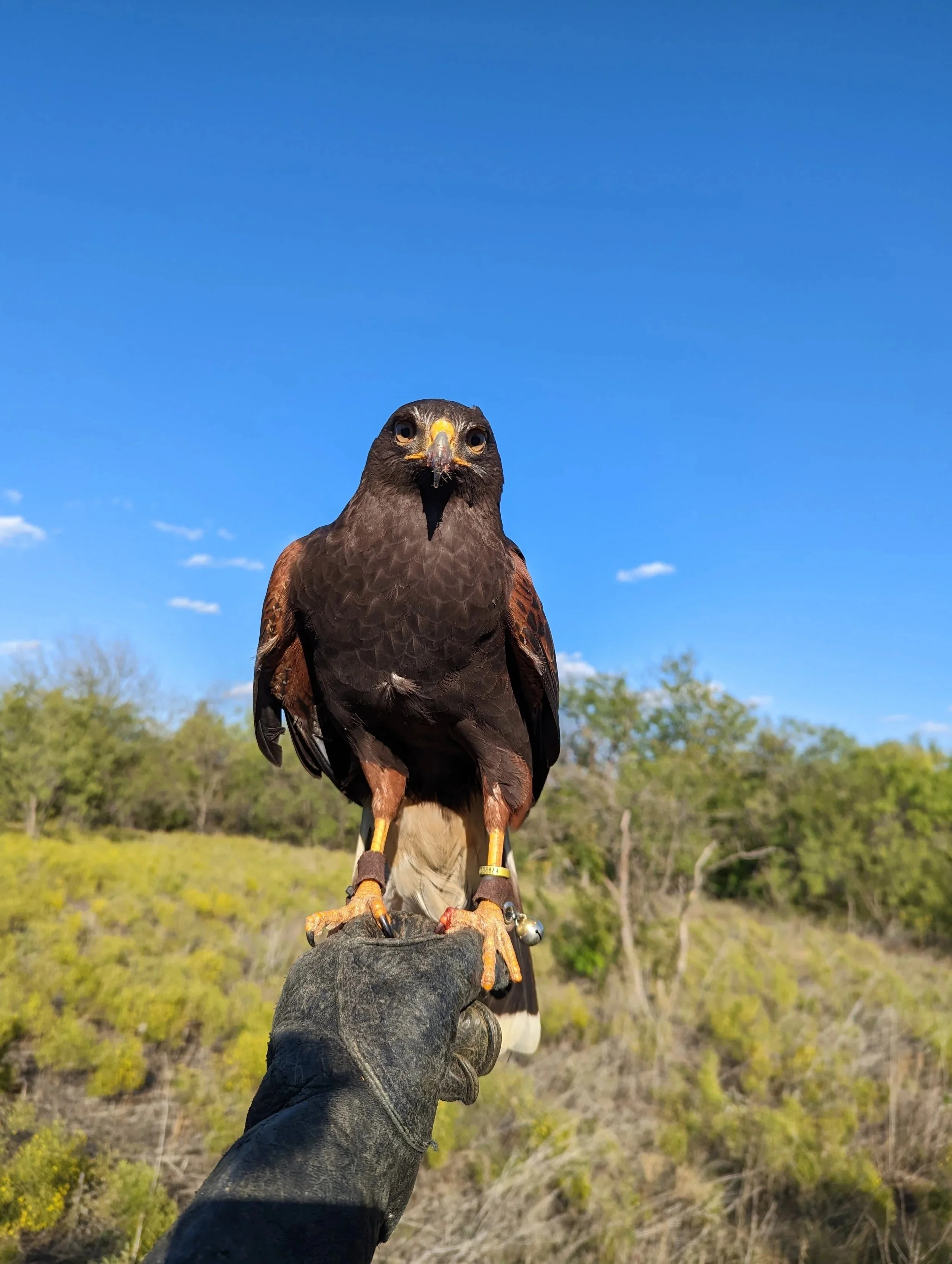 Revan – Professional Falconry Bird Abatement Hawk (Hatched 2019)