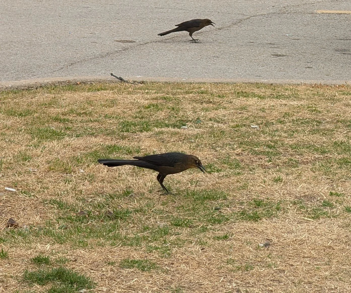Why Falconry-Based Abatement Is Far Superior to Chemical Deterrents for nuisance Bird COntrol