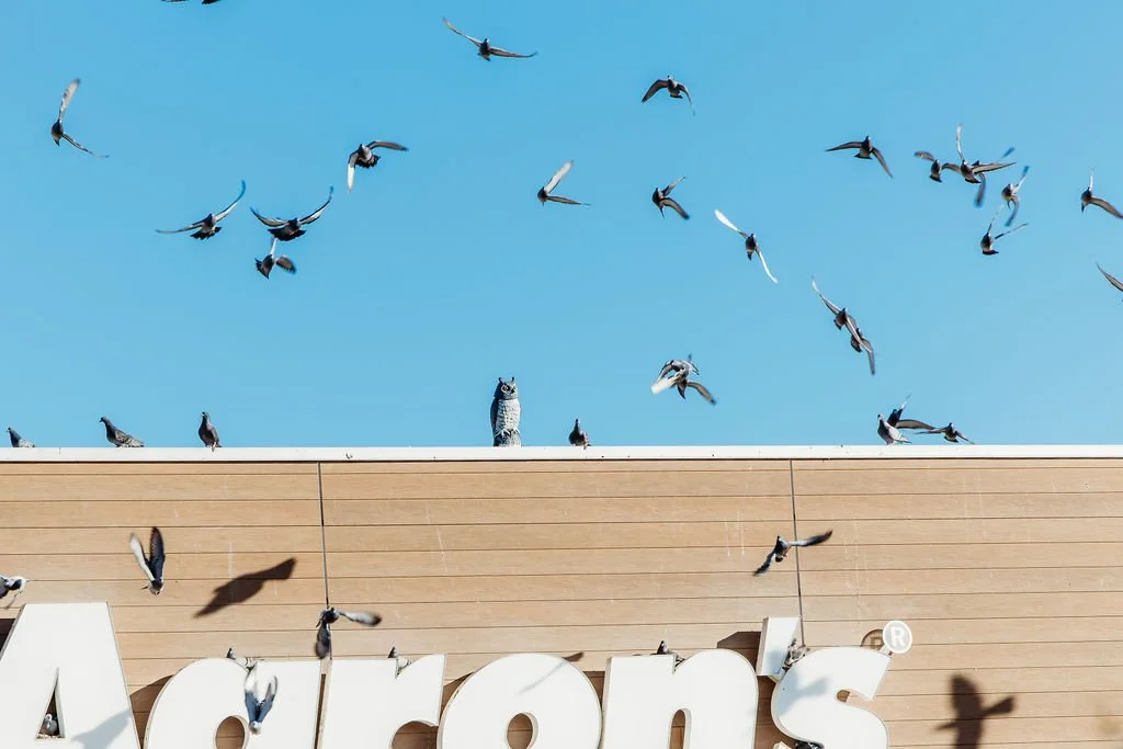 Why Fake Owls and Static Bird Deterrents Don’t Work (And What Actually Keeps Nuisance Birds Away)