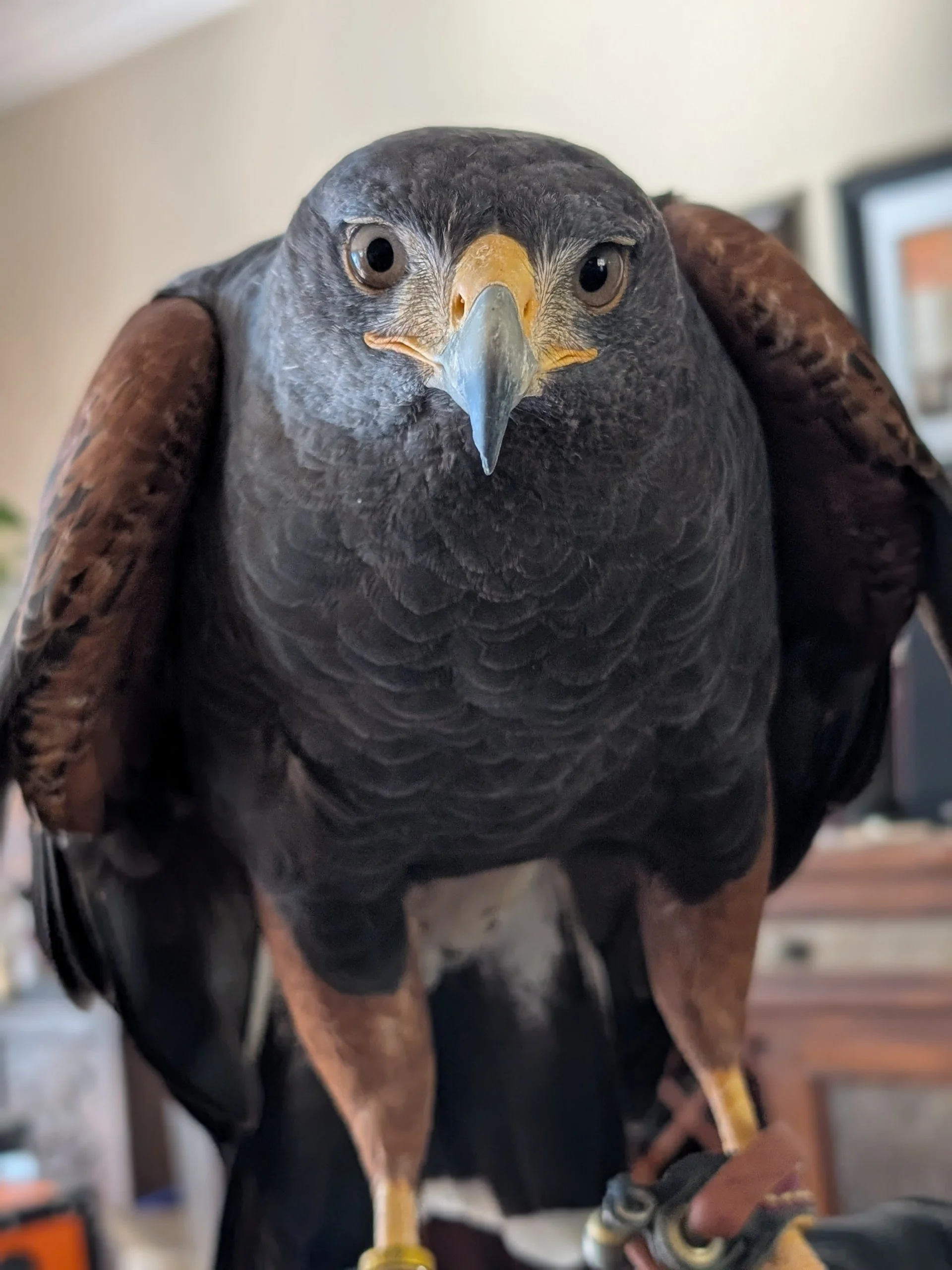 Why Harris’ Hawks Are the Ideal Choice for Falconry-Based Bird Control in Texas