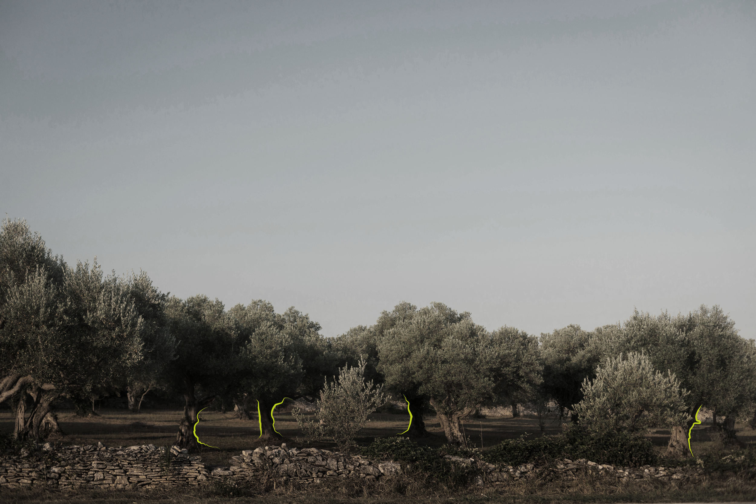 A landscape with numerous olive trees, marked with yellow outline, behind an old stone wall, under a cloudy grey sky.