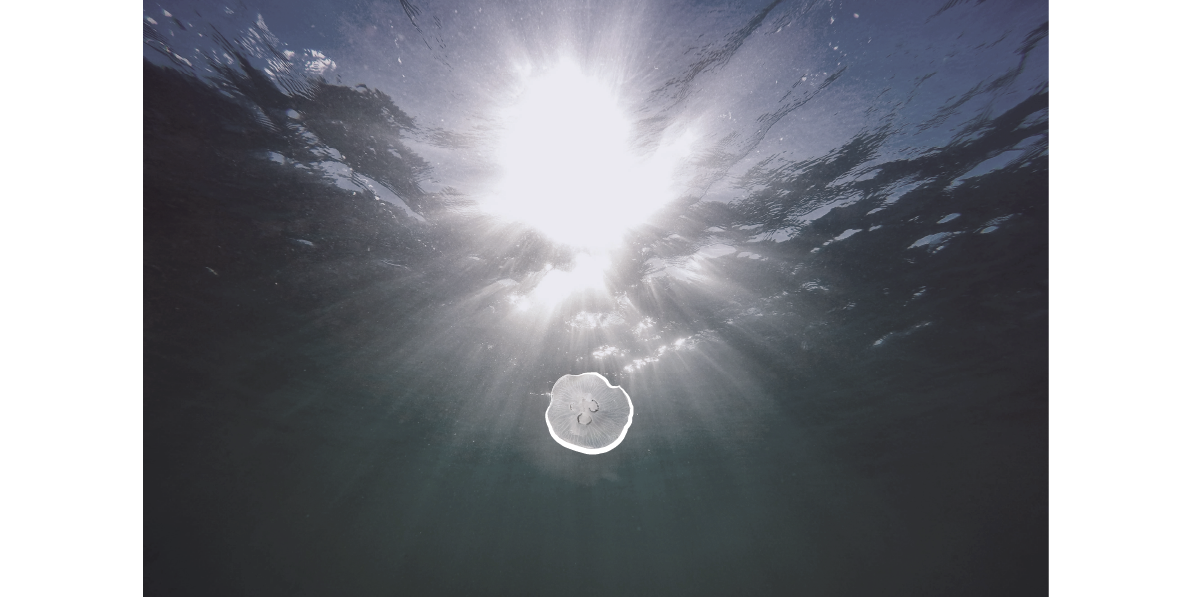 Underwater view of the ocean surface with sunlight shining through, and a jellyfish in the foreground.