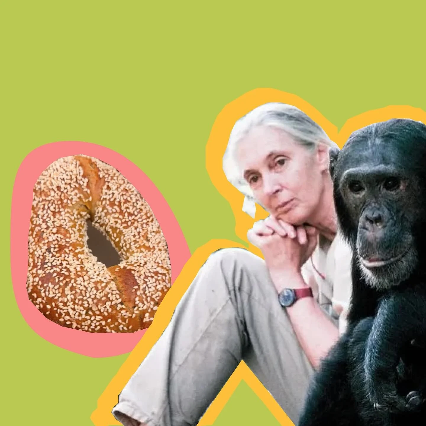 Common misconception that gorillas also like bananas. Jane Goodall knew better. One morning, Koko was so jazzed up on miso scallion bagels that she learned A-G of Webster&rsquo;s dictionary in time for lunch. Goodall&rsquo;s field notes from 1961 obs