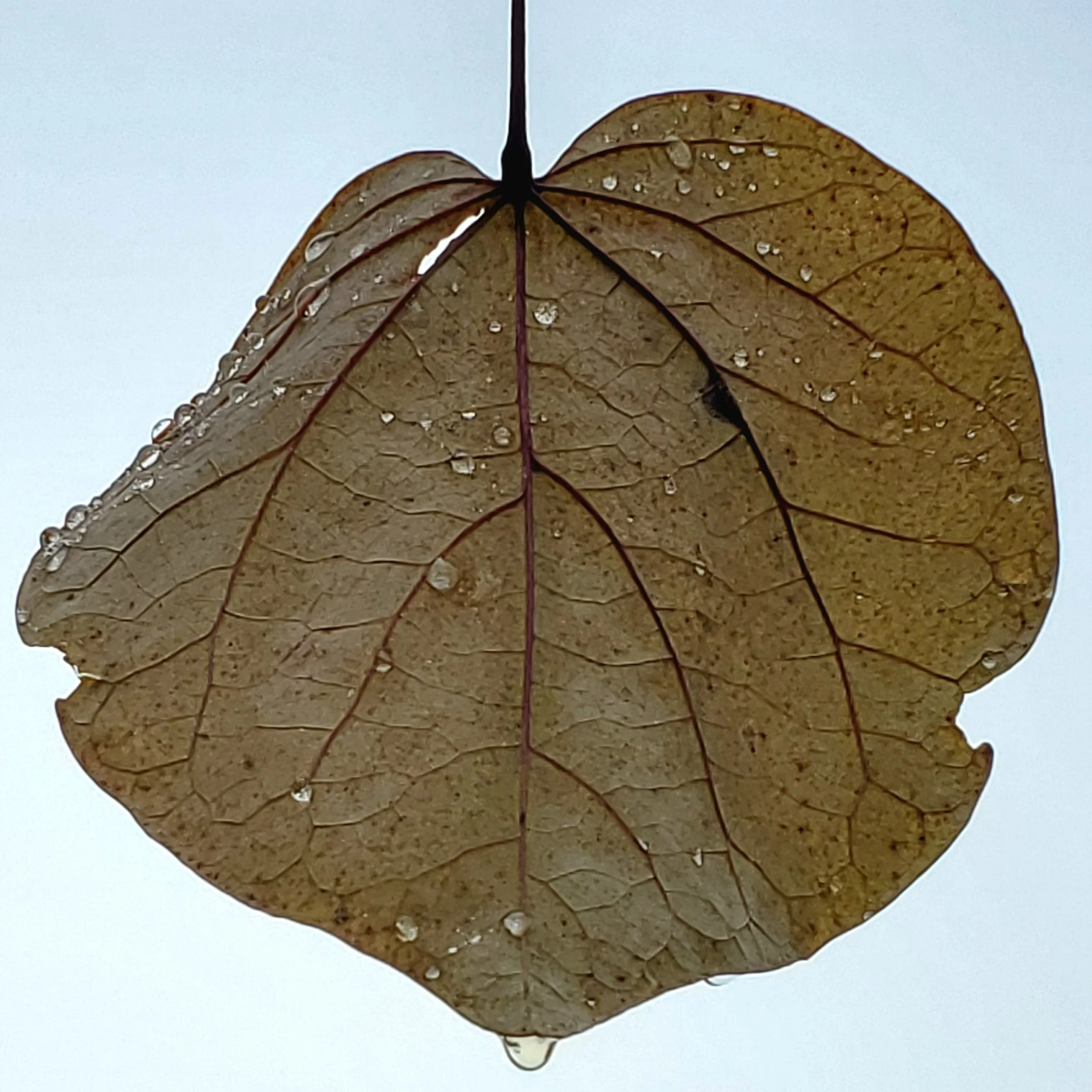 Brown Leaf 20231202_100419 1.jpg