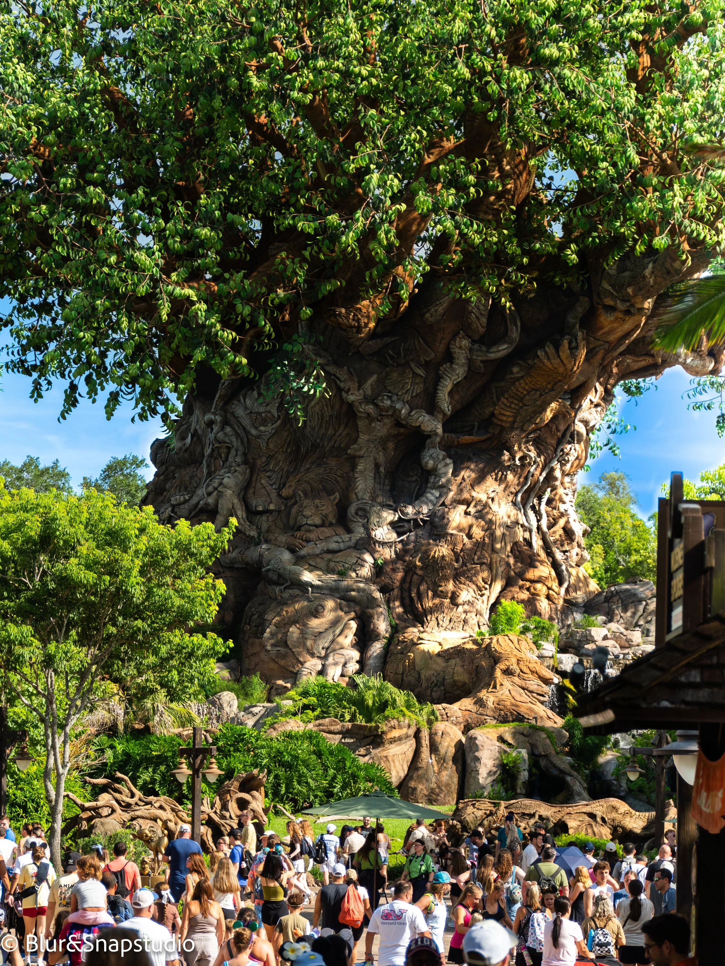 The tree of life watermarked .jpg