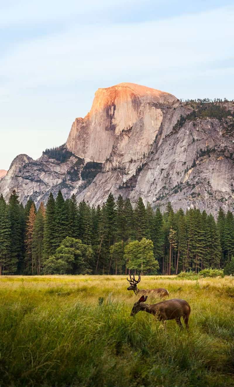 Two elk grazing in a grassy meadow with a forest and towering granite mountain in the background.