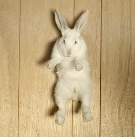 Rabbit.png