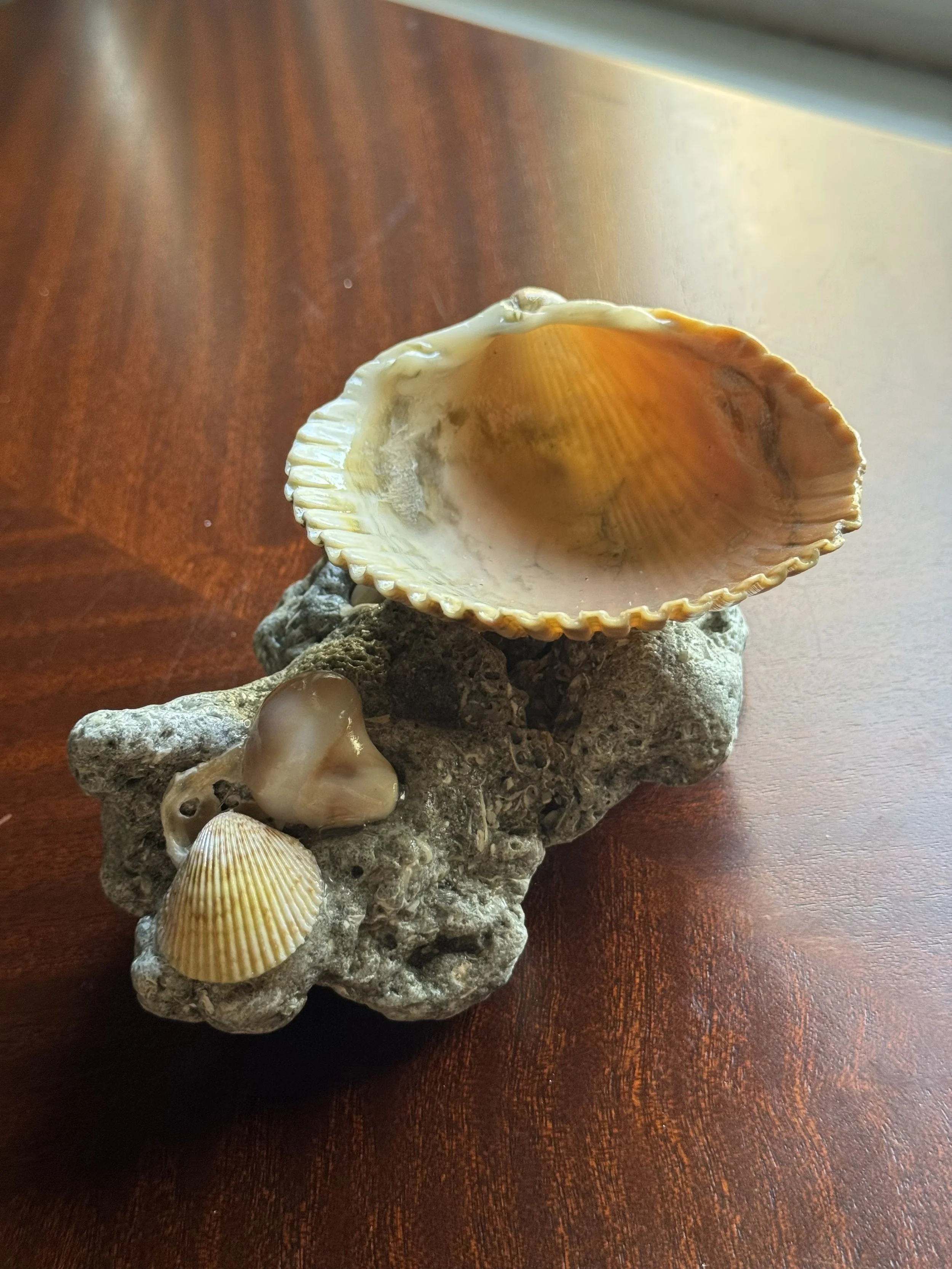 Where the Tide Leaves Gifts