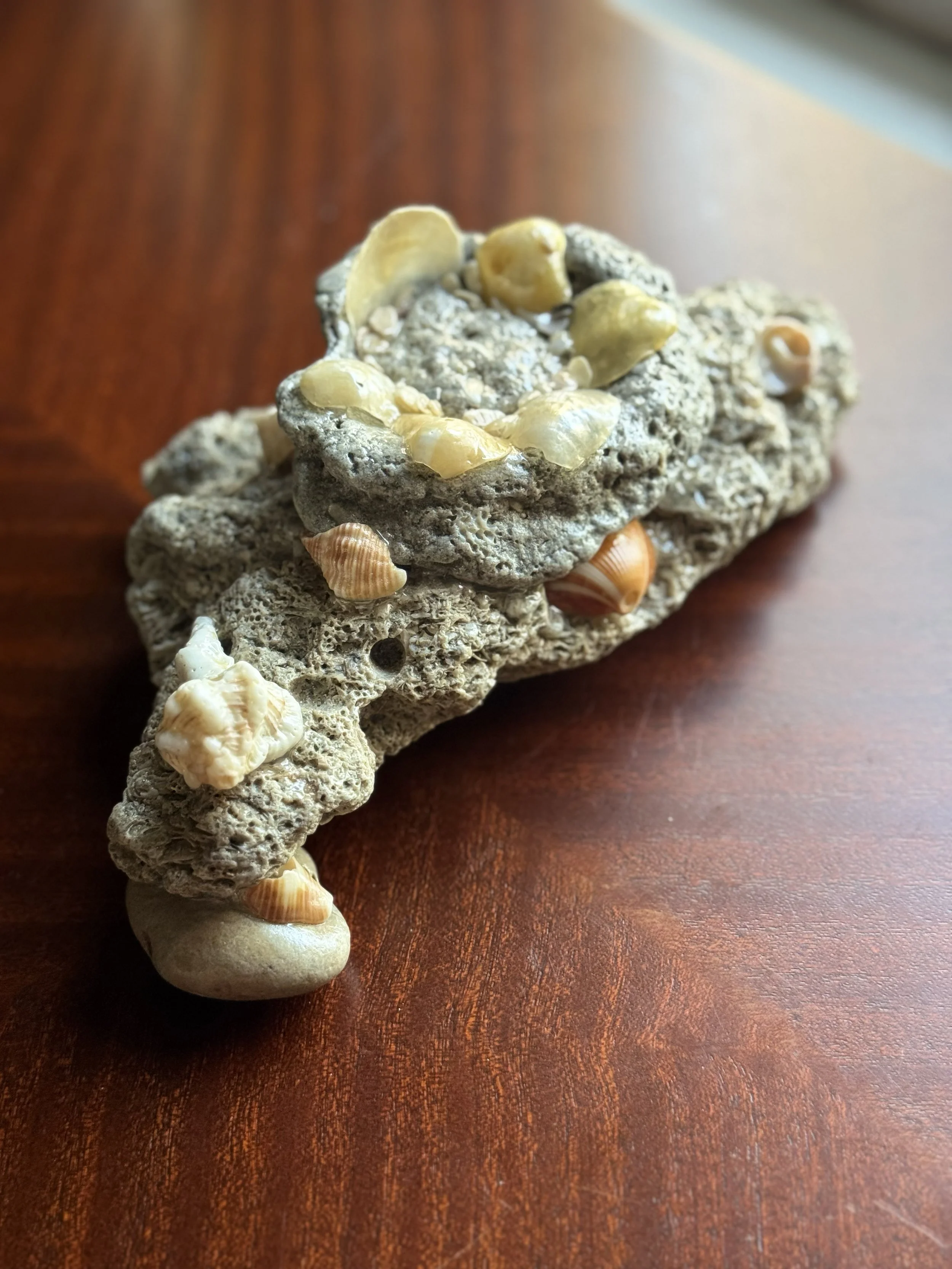 Where Light Meets the Shore