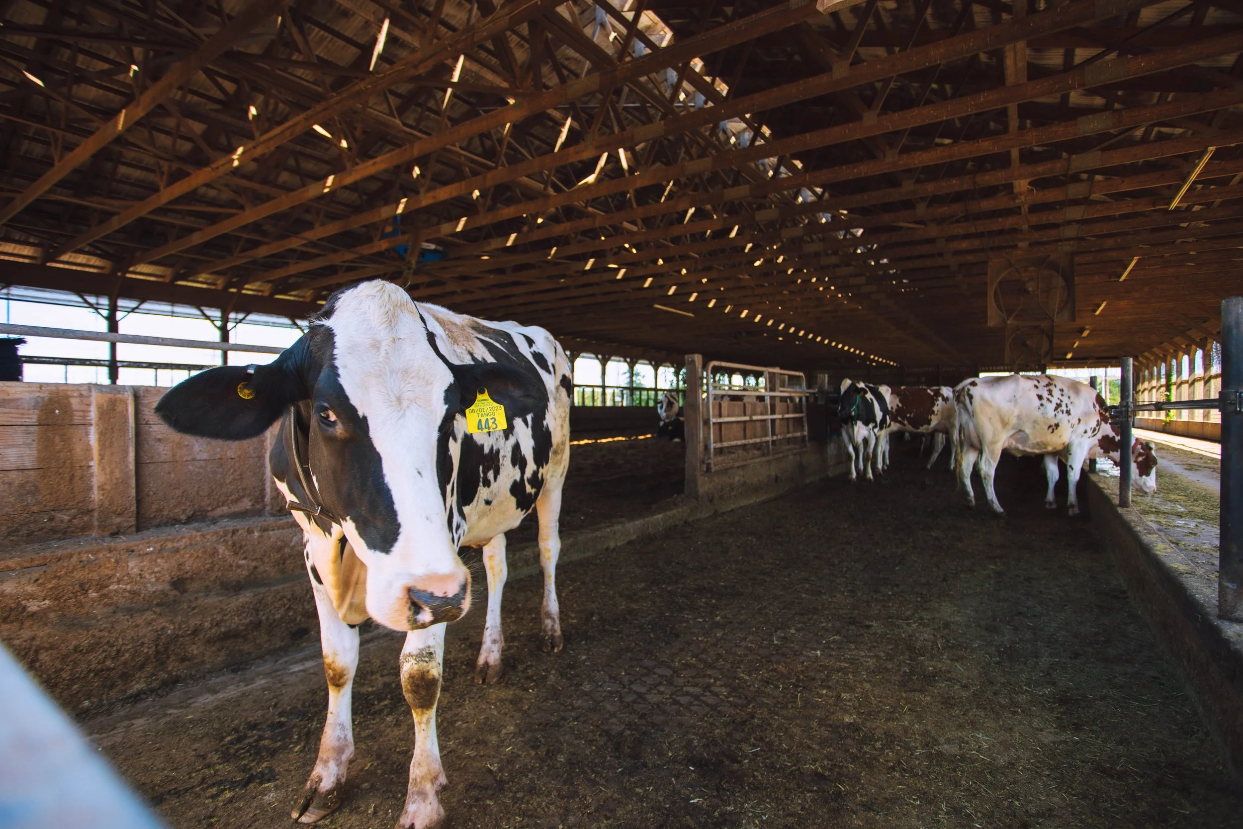 Middlebush Farm - 8-27-25 TB (64).jpg