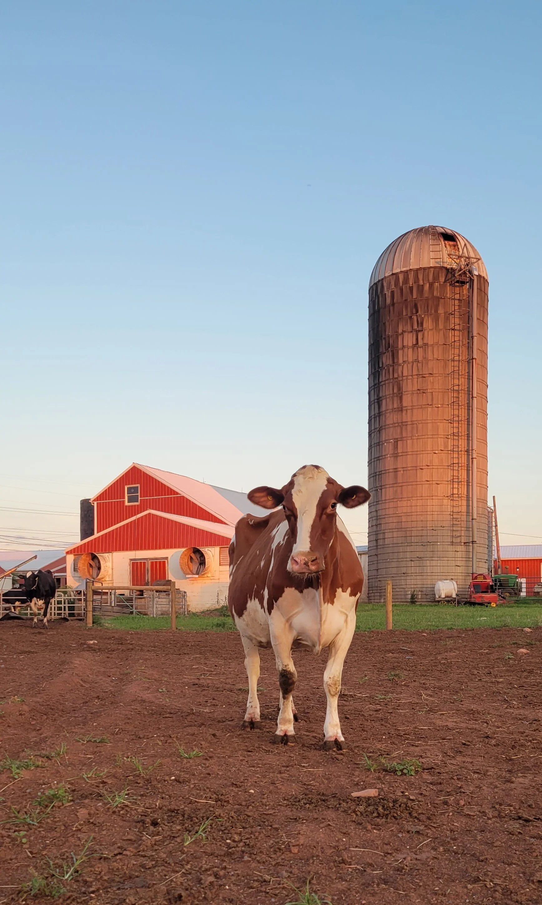 A brown and white cow standing in a farmyard with a red barn and a tall metallic silo in the background during sunset.