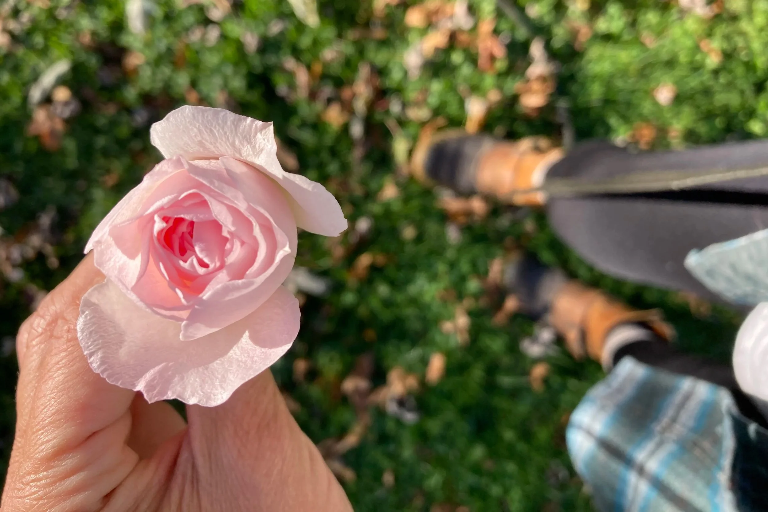 Softness &amp; Sanctuary