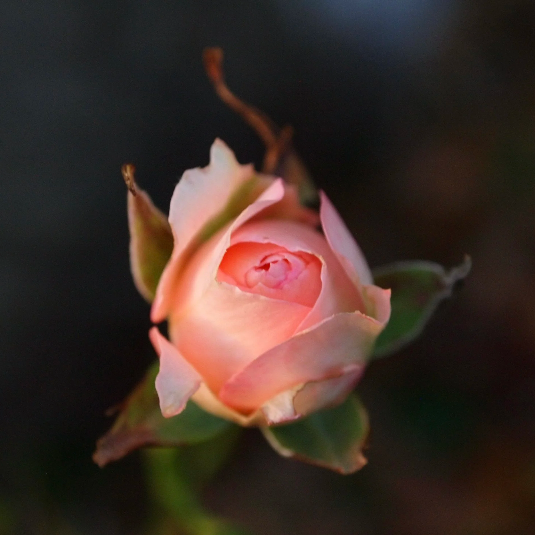 P1015595.png