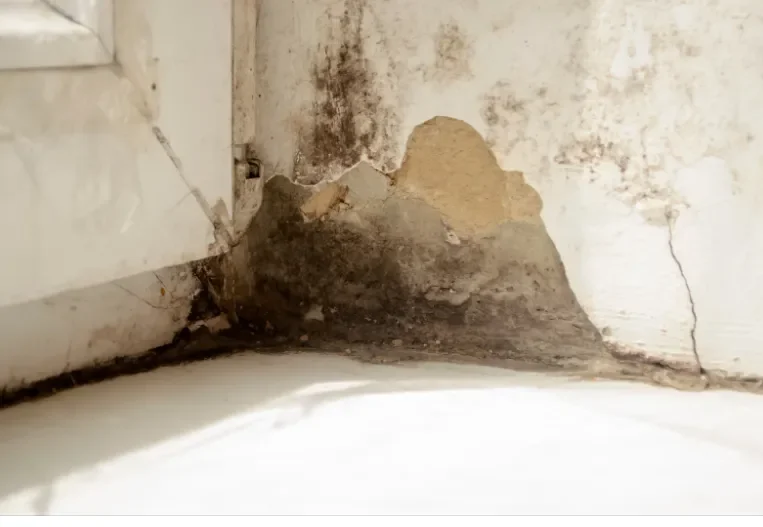 Black Mold Symptoms: What You Need to Know to Protect Your Health