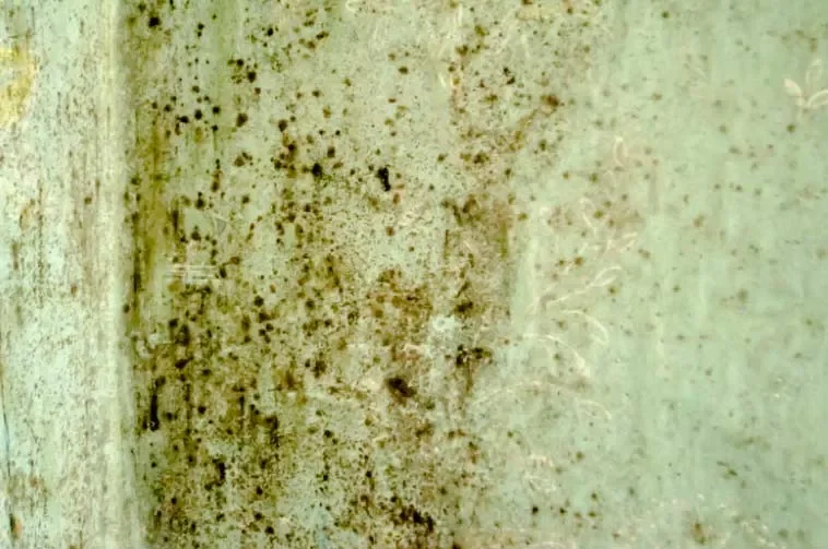 Mildew vs. Mold: Key Differences and How to Deal with Them