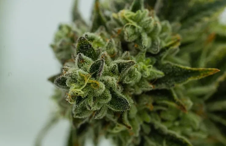 What Is Bud Rot?