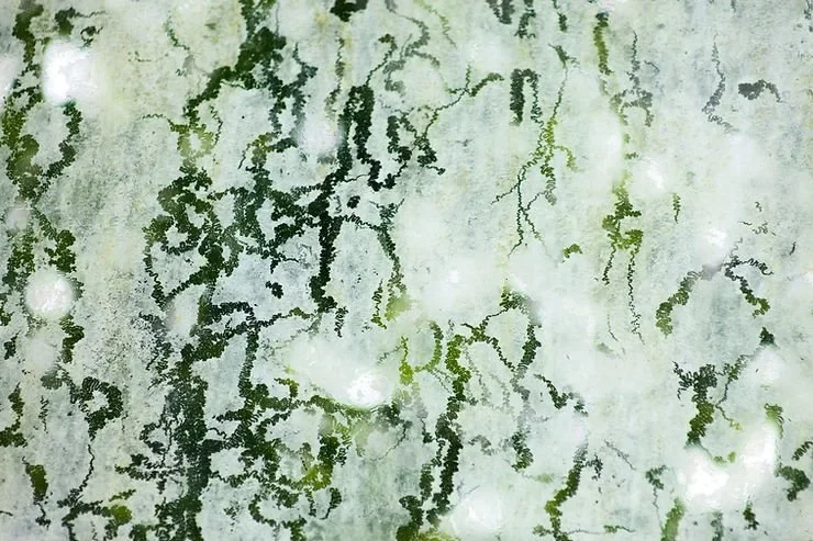 How Quickly Does Mold Spread?