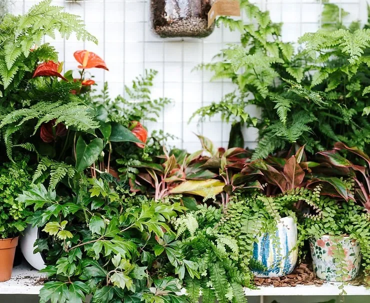 Is Mold on Houseplants Dangerous to Humans?