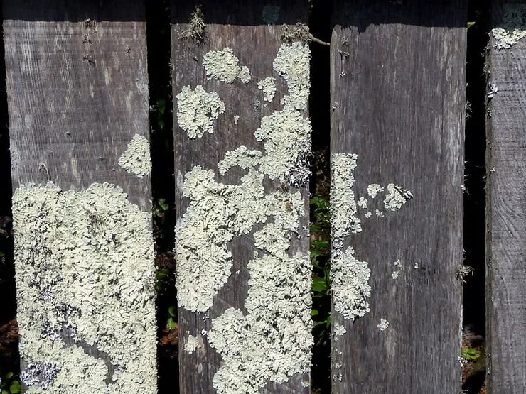 How to Remove Mold from Wooden Furniture, Cabinets, and Decks