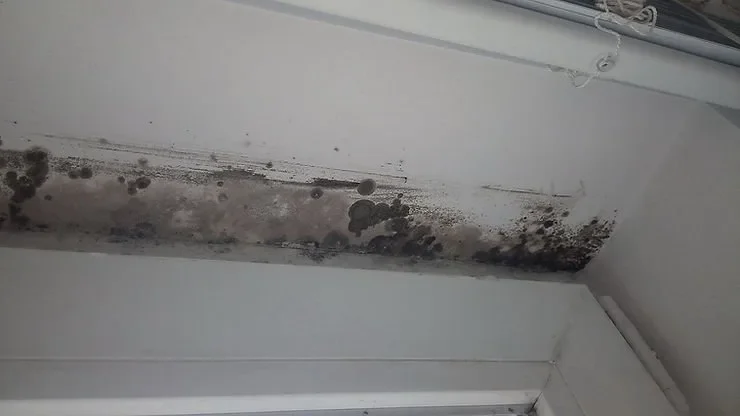 What is The Best Way to Remove Mold in Your Home or Office?