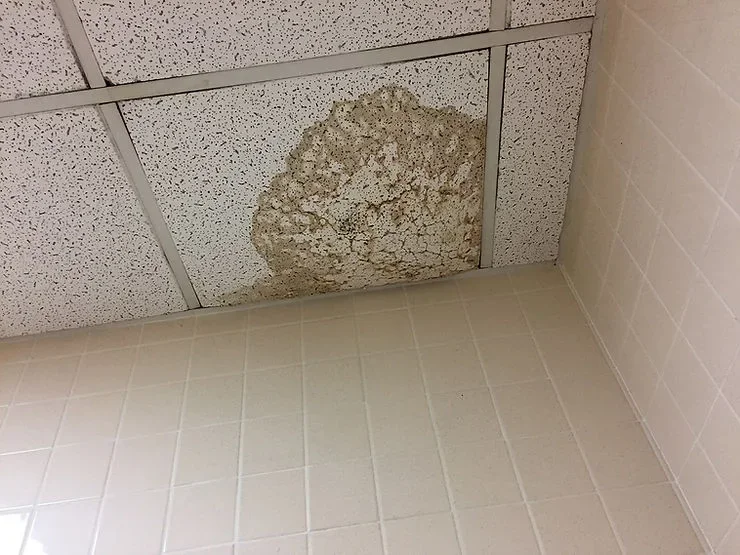 Is That Mold? Or Just Water Damage?