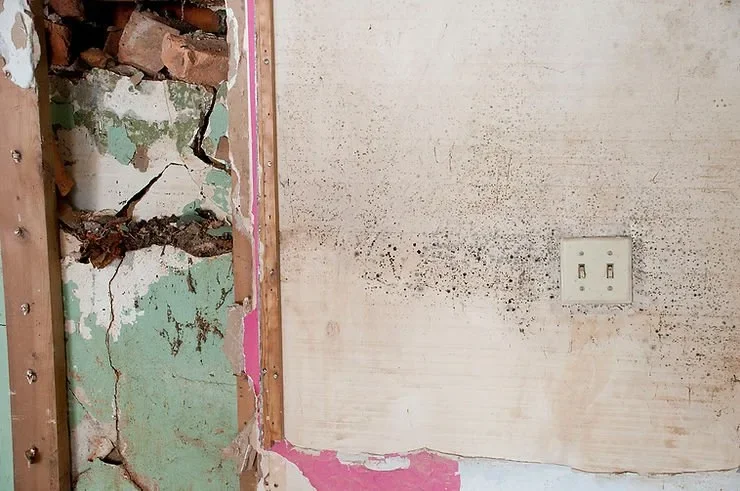 DIY Mold Removal: Is It A Good Idea?
