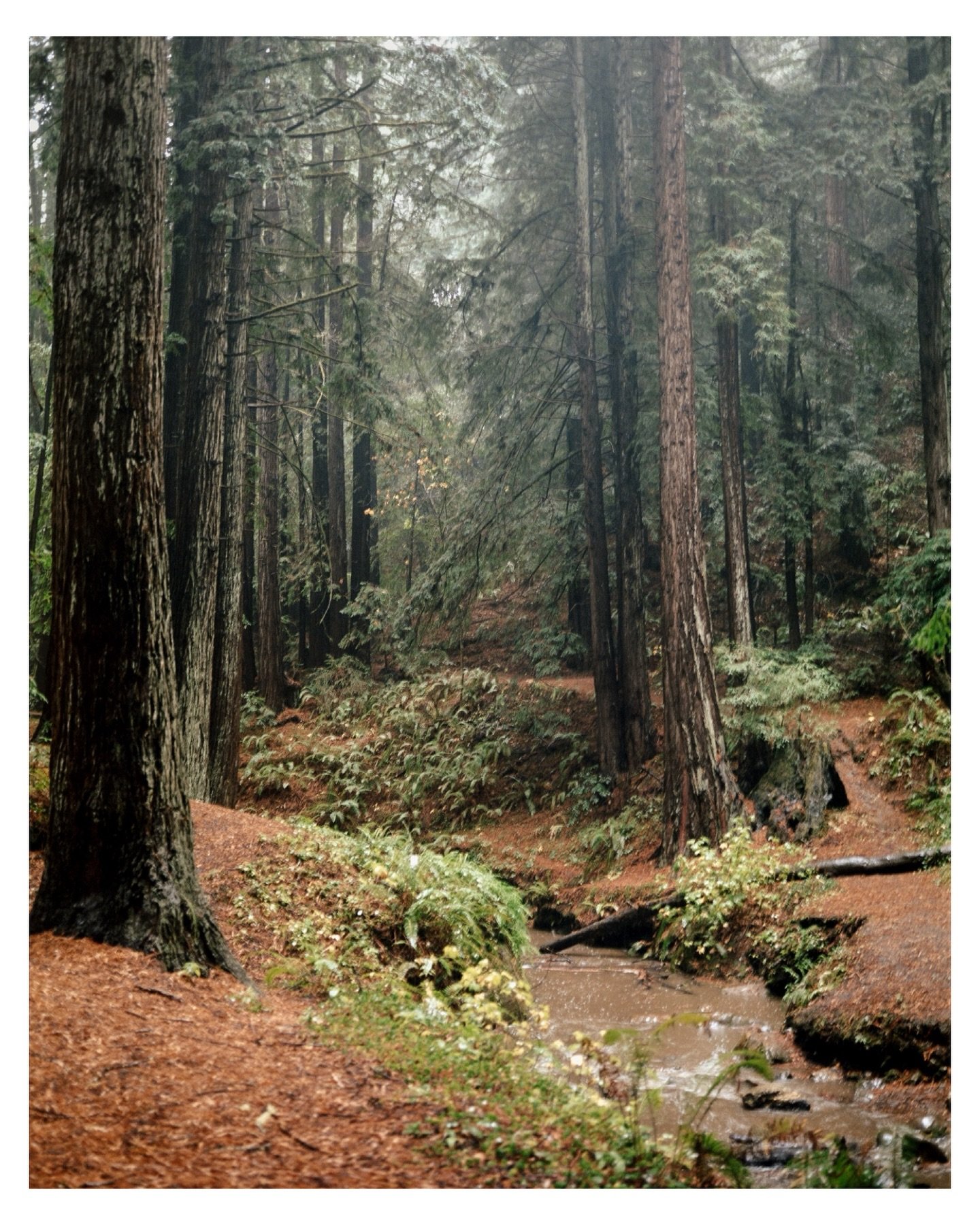 Redwoods in Rain | Northern California on Film

Full collection drops Dec. 4.

📷: Mamiya 7 🎞️: Kodak Portra 400 🧪: @mirasfilmlab

#filmphotography #120mm #mediumformat #analogphotography #halfmoonbay #norcal #redwoods #forest #mamiya7 #kodakportra