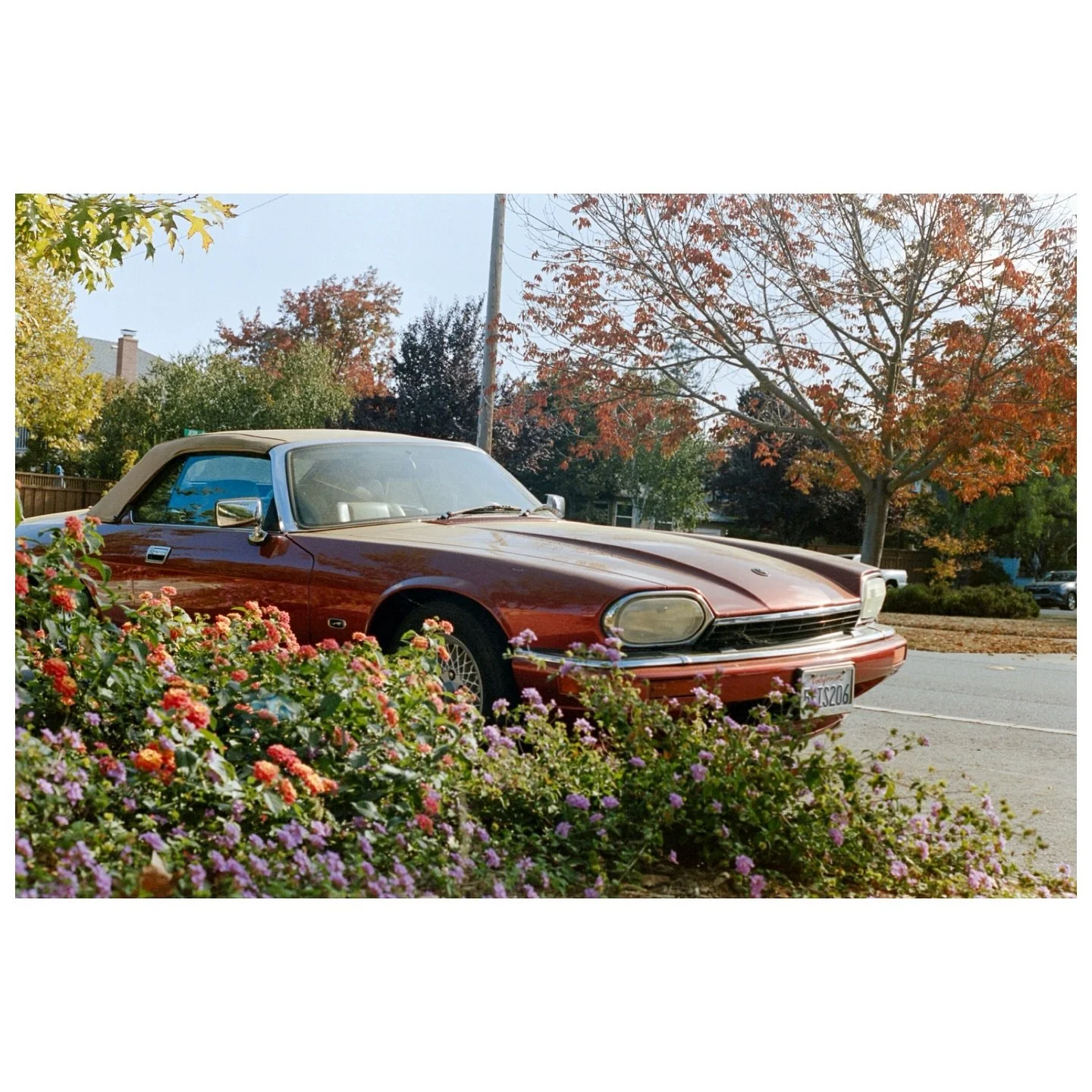 Stills from around the neighborhood this fall, as the colors began to change. I love walking my usual streets - having a camera in hand makes me notice the beauty and small moments even more. 🌲🌹🍂

📷 Leica M3 + Olympus OM-1n
🎞️ Kodak Portra 400
?